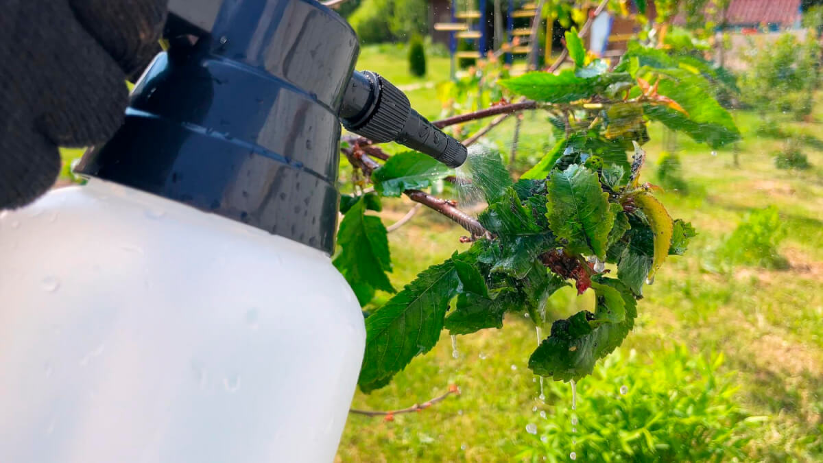 Naturlig skadedjursbekämpning i trädgården